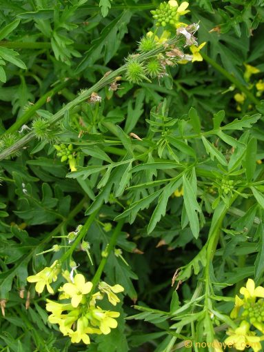 Image of plant Succowia balearica