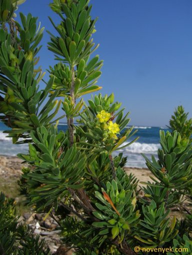 Image of plant Suriana maritima