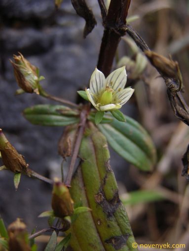Image of plant Swertia angustifolia