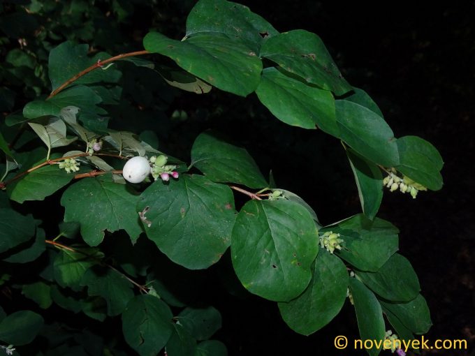 Image of plant Symphoricarpos albus