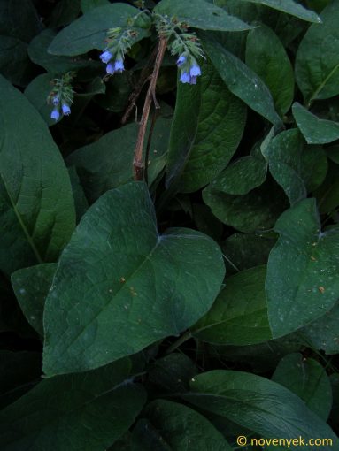 Image of plant Symphytum asperum