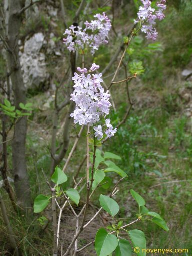 Image of plant Syringa vulgaris