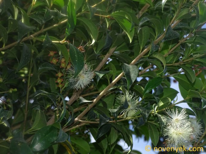Image of plant Syzygium jambos