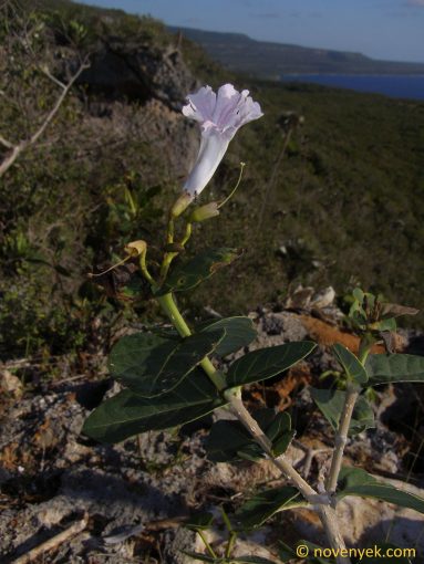 Image of plant Tabebuia hypoleuca