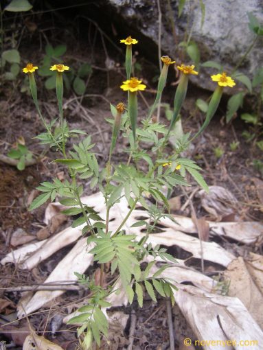Image of plant Tagetes foetidissima