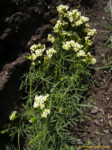 Image of plant Tagetes minuta