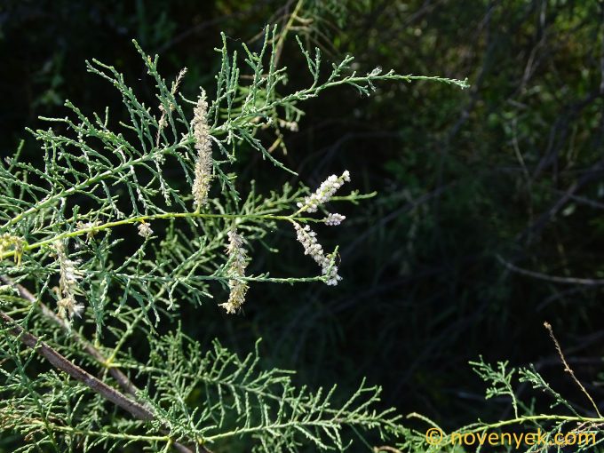 Image of plant Tamarix gallica