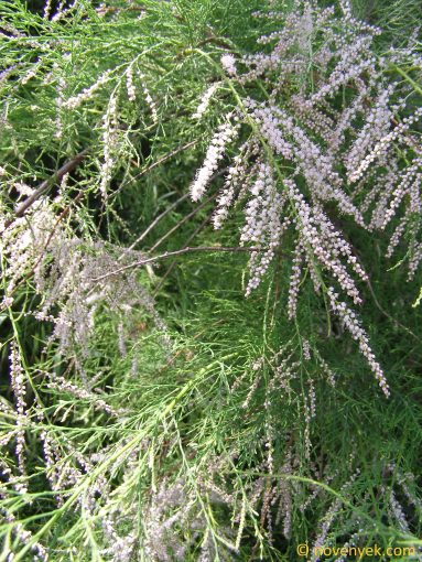 Image of plant Tamarix ramosissima