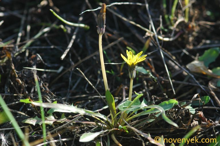 Image of plant Taraxacum bessarabicum