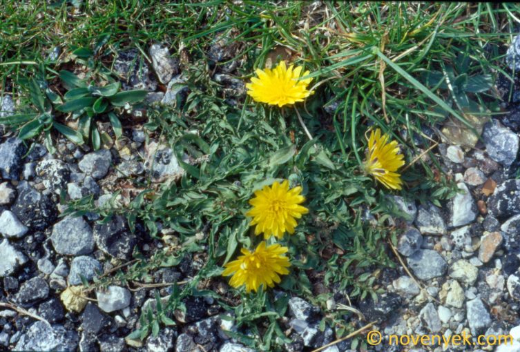 Image of plant Taraxacum hellenicum