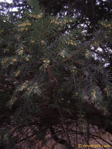 Image of plant Taxus baccata