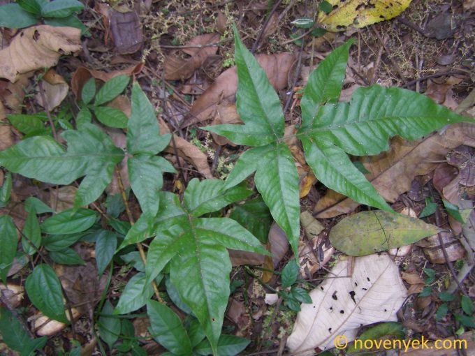 Image of plant Tectaria heracleifolia