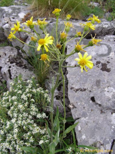 Image of plant Tephroseris papposa