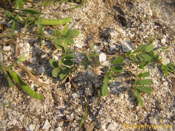 Image of plant Tephrosia pumila