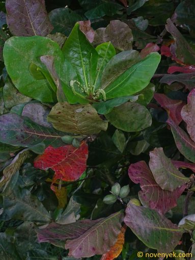 Image of plant Terminalia catappa