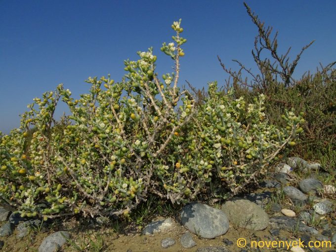 Image of plant Tetraena alba