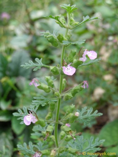 Image of plant Teucrium botrys