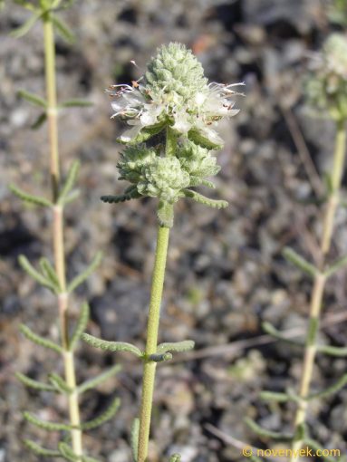 Image of plant Teucrium lusitanicum