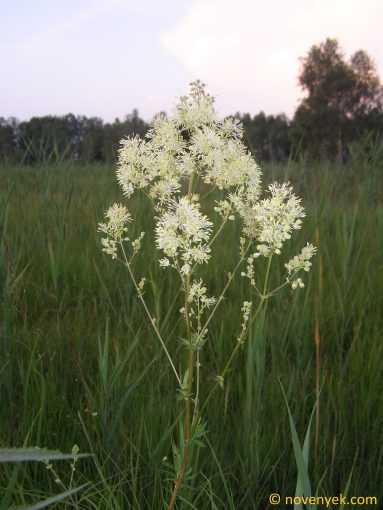 Image of plant Thalictrum flavum