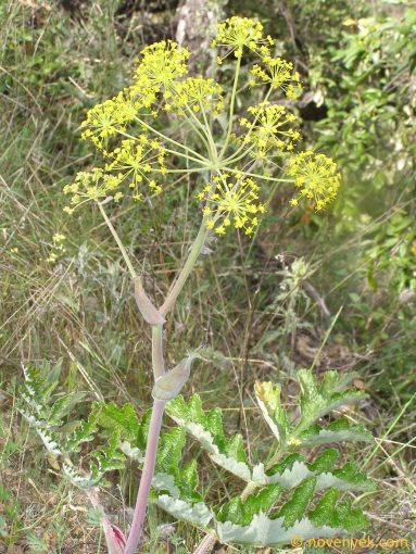 Image of plant Thapsia nitida