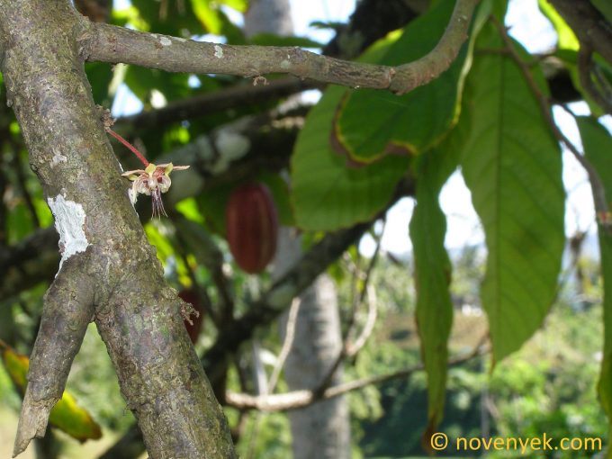 Image of plant Theobroma cacao