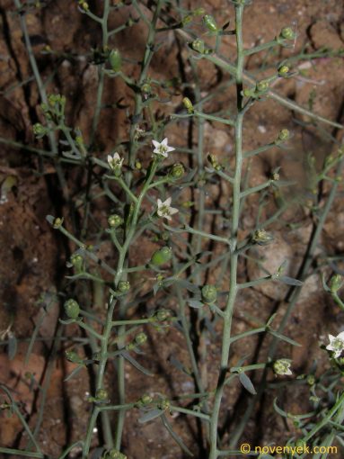 Image of plant Thesium arvense