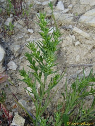 Image of plant Thesium humile