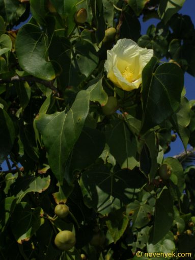 Image of plant Thespesia populnea