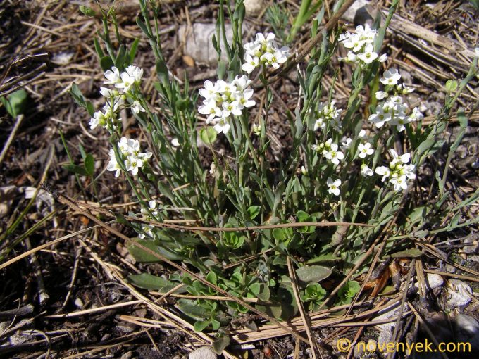 Image of plant Thlaspi montanum