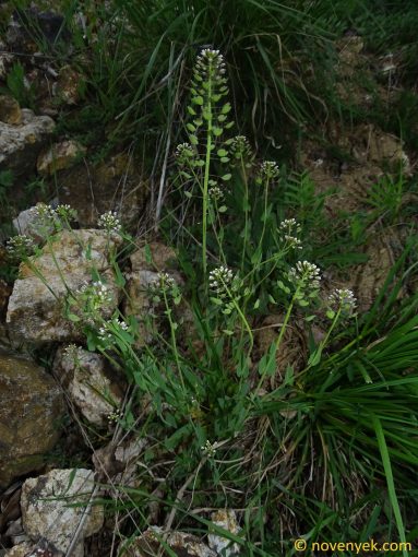 Image of plant Thlaspi perfoliatum
