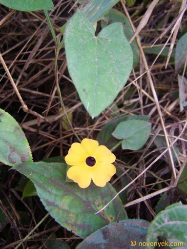 Image of plant Thunbergia alata