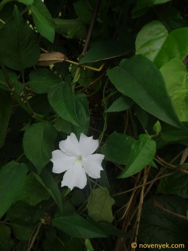Image of plant Thunbergia fragrans