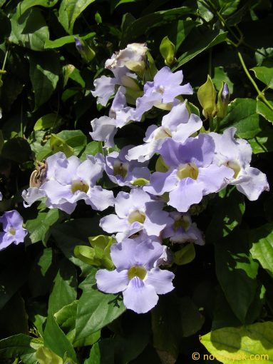 Image of plant Thunbergia grandiflora
