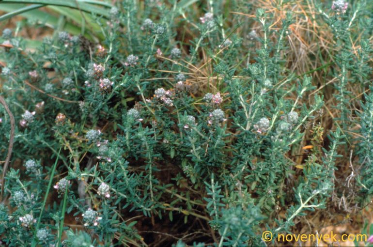 Image of plant Thymbra capitata