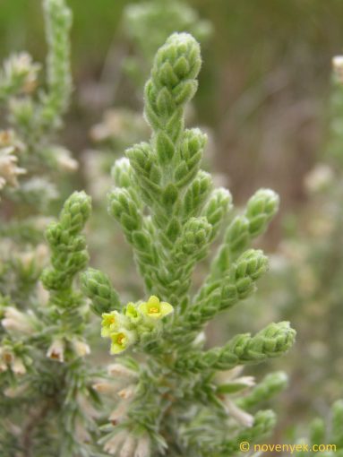 Image of plant Thymelaea lanuginosa