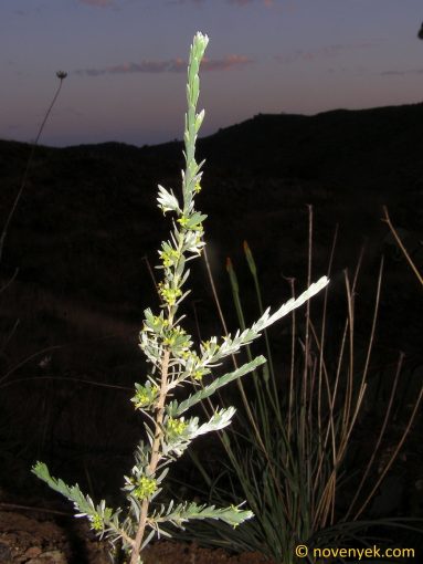 Image of plant Thymelaea tartonraira