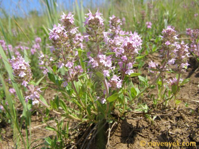 Image of plant Thymus pannonicus