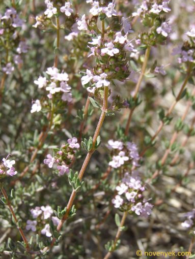 Image of plant Thymus zygis