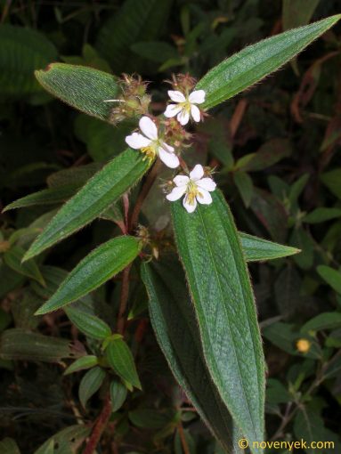 Image of plant Tibouchina longifolia