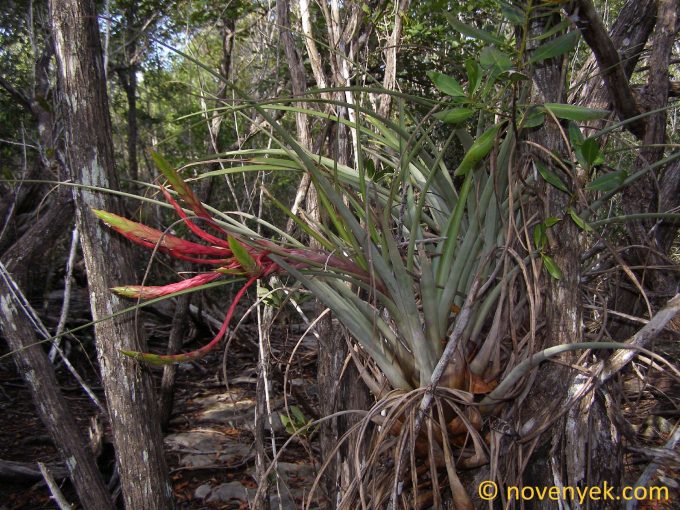 Image of plant Tillandsia fasciculata
