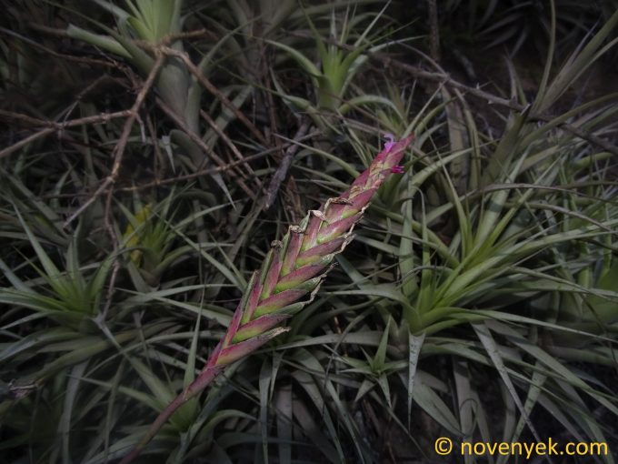 Image of plant Tillandsia incarnata