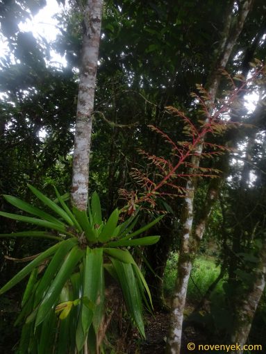Image of plant Tillandsia maculata