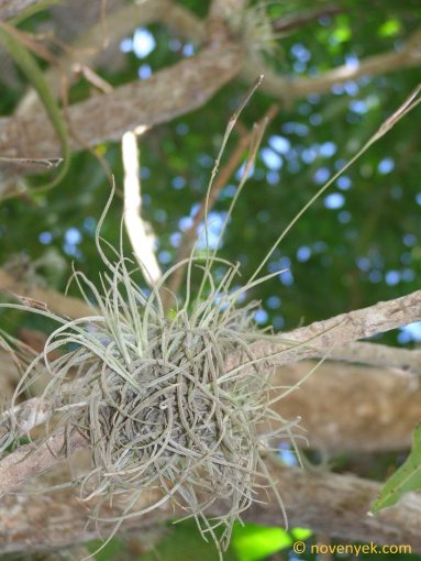 Image of plant Tillandsia recurvata