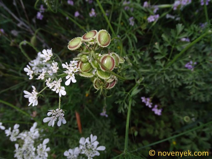 Image of plant Tordylium aegyptiacum