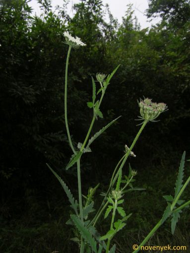 Image of plant Tordylium maximum