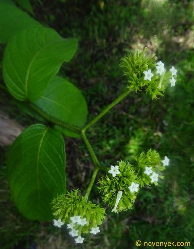 Image of plant Tournefortia cuspidata