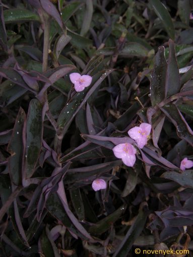 Image of plant Tradescantia pallida