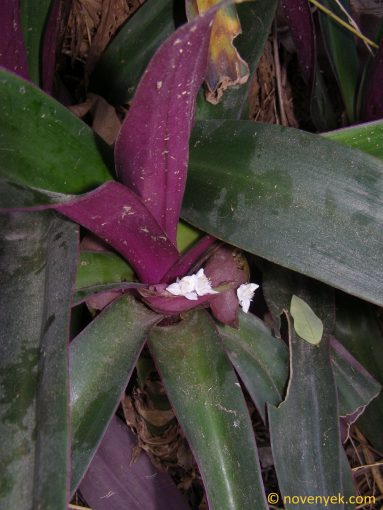 Image of plant Tradescantia spathacea