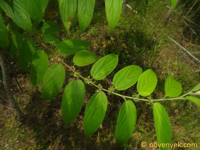 Image of plant Trema micrantha