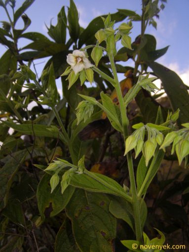 Image of plant Trichodesma indicum